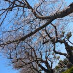 これも星の下☆